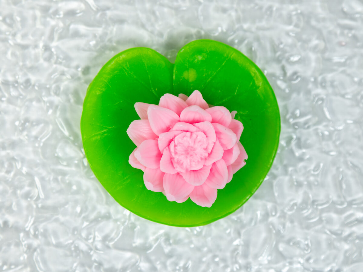 Lilia Wodna Na Liściu