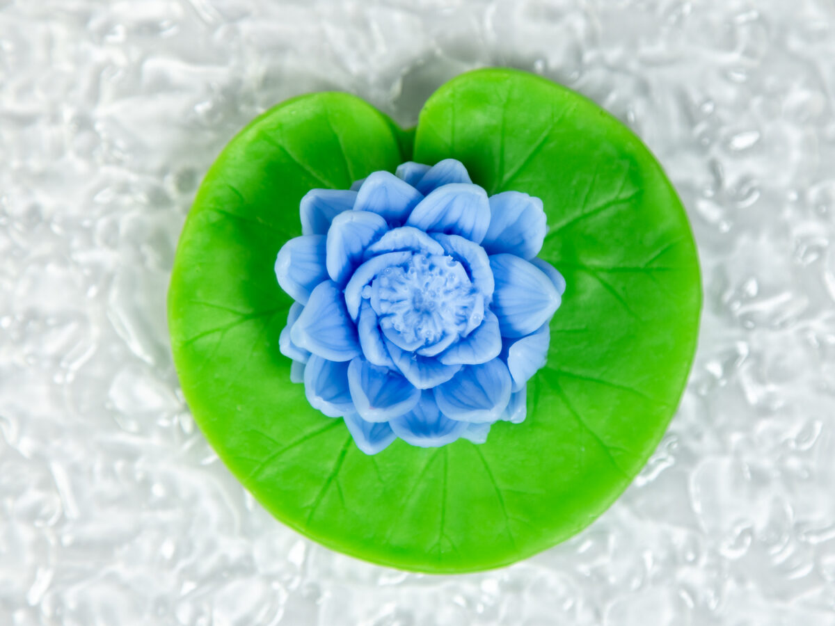 Lilia Wodna Na Liściu